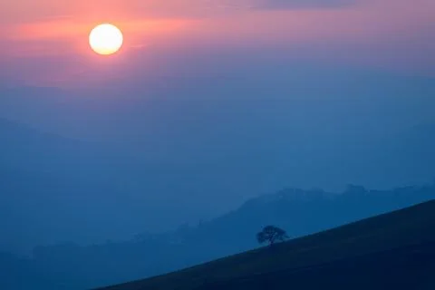 Sun and lonely tree 库存照片