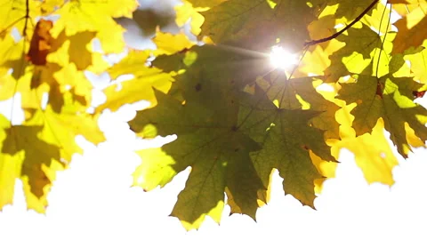 Sun and maple leaves Stock Footage 106453038