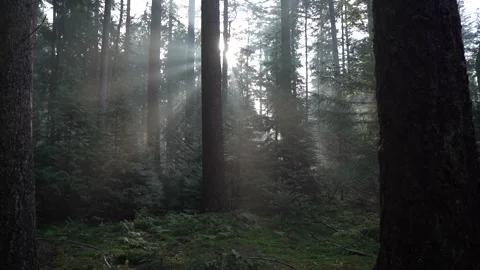 Sun and mist through trees in woods during fall Видео 255634674