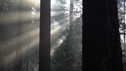 Sun and mist through the trees in woods during fall Видео 255634675