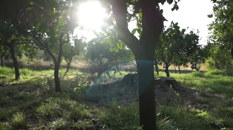 Sun and orange trees (1) 動画素材 30532638