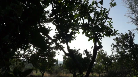 Sun and orange trees (2) Vidéo 30545603