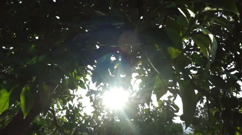 Sun and orange trees (3) 库存影片 30554390