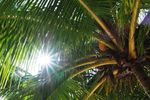 Sun and palm Stock Photos