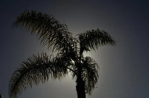 The sun and the palm tree playing Stock Photos