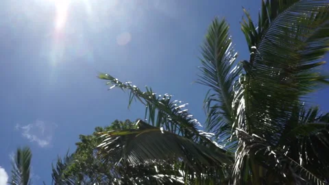 Sun and Palm Trees Swaying in the Wind Stock Footage 185108341
