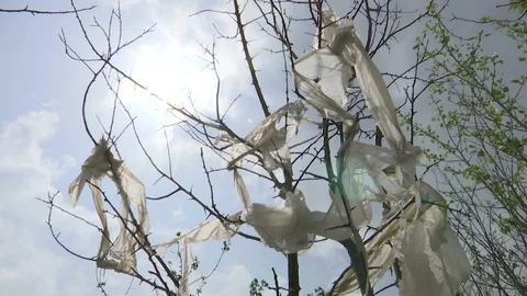 Sun and plastic bags on a tree Stock Footage 88653255
