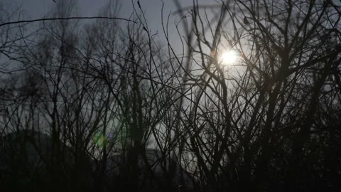 Sun and rays of light through dry branches of trees Stock Footage 104839347