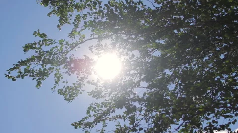Sun and rays shining between green leaves of trees in forest Stock Footage 143644075