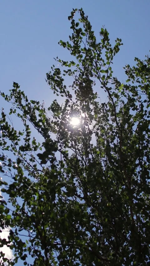 Sun and rays shining between green leaves of trees in forest. Vertical video. Stock Footage 270357465