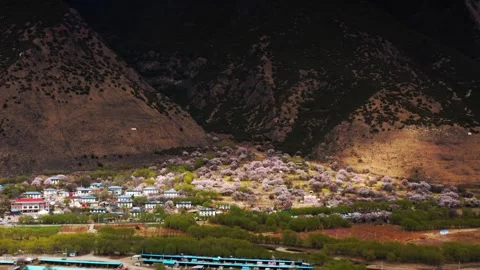 Sun and shadow across a peach covered hillside village in Nyingchi Stock Footage 345887764