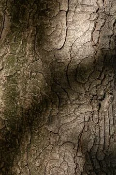 Sun and Shadow on Pine Bark Texture Foto stock