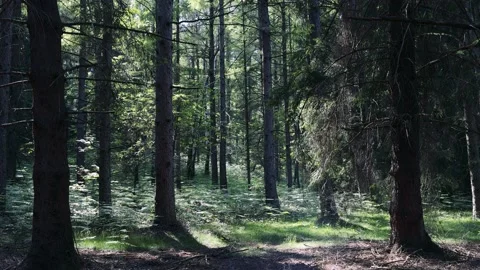 Sun and Shadow in the Woods Stock Footage 161816258
