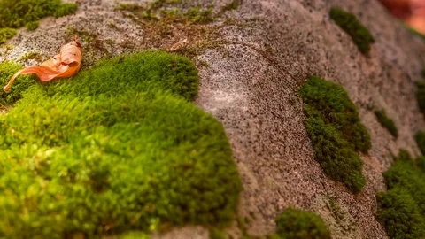 Sun and Shadows Moving on Rock Stock Footage 81786878