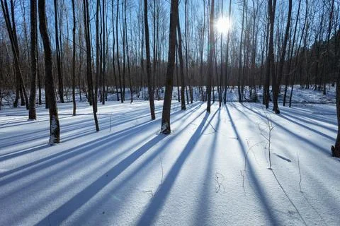 The sun and shadows of trees from the winter forest Stock Photos