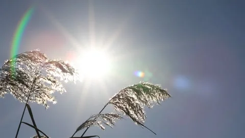 Sun and silver grass, sunlight and reeds	 動画素材 306040614
