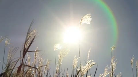 Sun and silver grass, sunlight and reeds	 Video stock 306040615