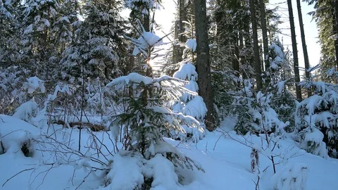 Sun and snow-covered trees Stock-Footage 101027298