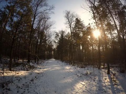 Sun and Snow in the Forest Stock Photos