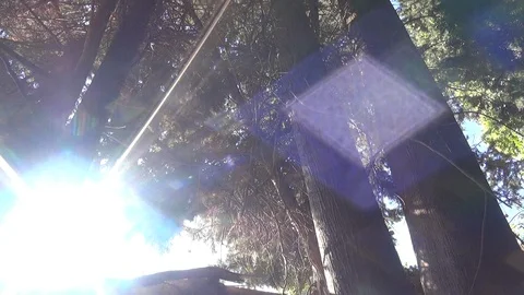 Sun and sun glare under the cypress trees Stock Footage 127545211