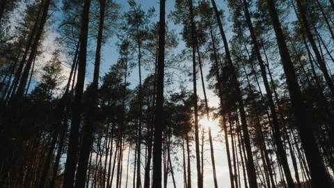 Sun and sunbeams through branches and trunks of trees Stock Footage 139206541