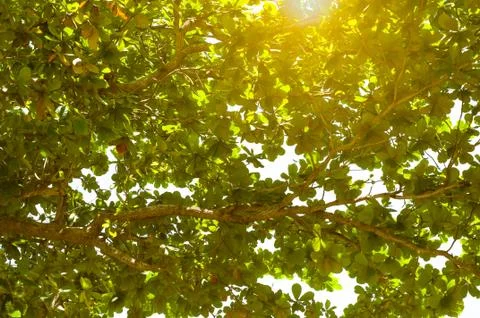 The Sun and sunlight with Branches and deep green foliage of tropical sea a.. Stock Photos