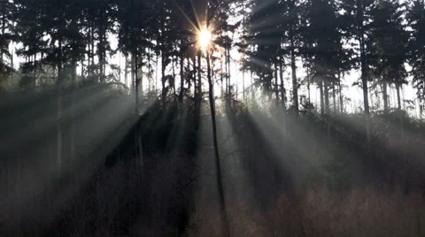 The sun and sun's rays in a pine forest Stock Footage 36000096