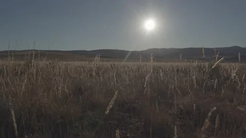 Sun and tall grass Stock Footage 166709360