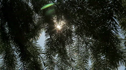 Sun and Tree 1 Stock Footage 484916