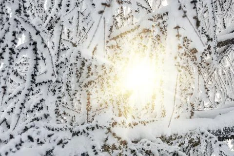Sun and tree branches covered with snow and hoarfrost Foto stock