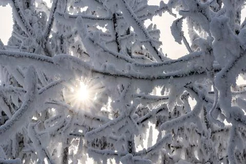 Sun and tree branches covered with snow and hoarfrost Stock Photos