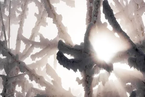 Sun and tree branches covered with snow and hoarfrost Stock Photos