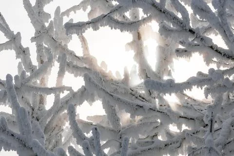 Sun and tree branches covered with snow and hoarfrost Stock Photos