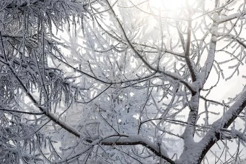 Sun and tree branches covered with snow and hoarfrost Stock Photos