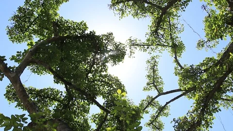 Sun And Tree Branches Stock Footage 105251958