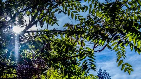 Sun and tree Stock Photos