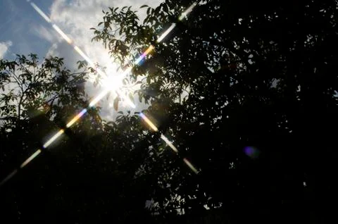 The sun and the tree Stock Photos