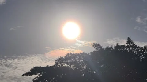 Sun and Tree Silhouette Stock-Footage 337638015