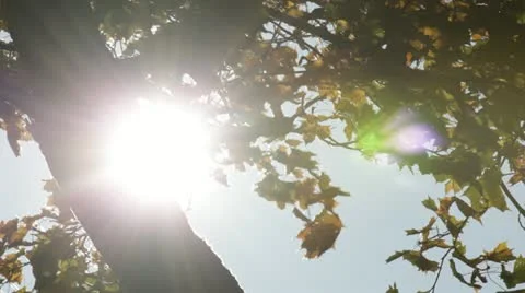 Sun and tree trunk Stock Footage