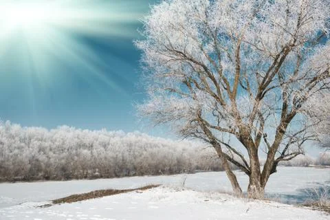 Sun and tree in winter forest, blue sky and white snow, beautiful wild landsc Stock Photos