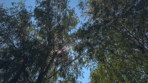 Sun and trees, car, fall Stock Footage 279648325