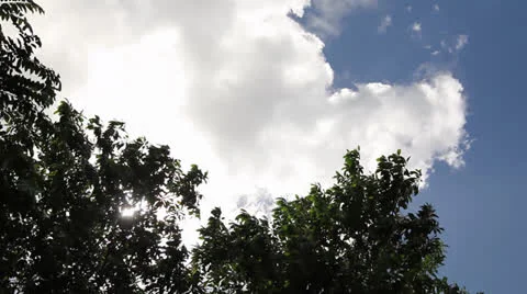 Sun and trees Vídeos de archivo 26187295