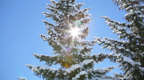 Sun and trees Stock Footage 36963445