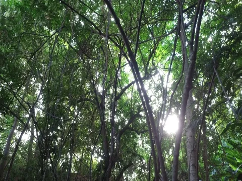 Sun and Trees 스톡 동영상 84407350