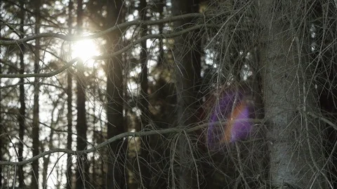 Sun and Trees Stock Footage 89695812