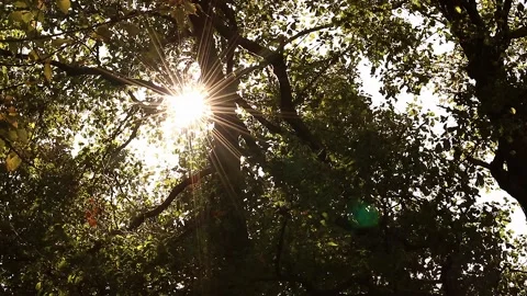 Sun and trees Stock Footage 166832347