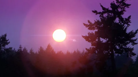 Sun and Trees Nature Background, Outdoor Purple Orange Sunset Tree and Bird Stock Footage 87105688