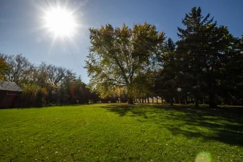 Sun and trees 库存照片