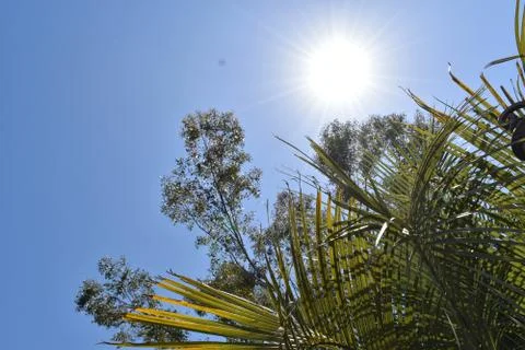 Sun And trees 스톡 사진