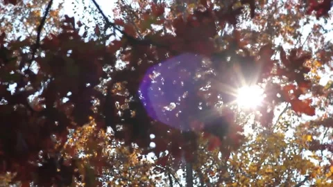 Sun and Trees Rack Focus Lens Flare Stock Footage 236812038